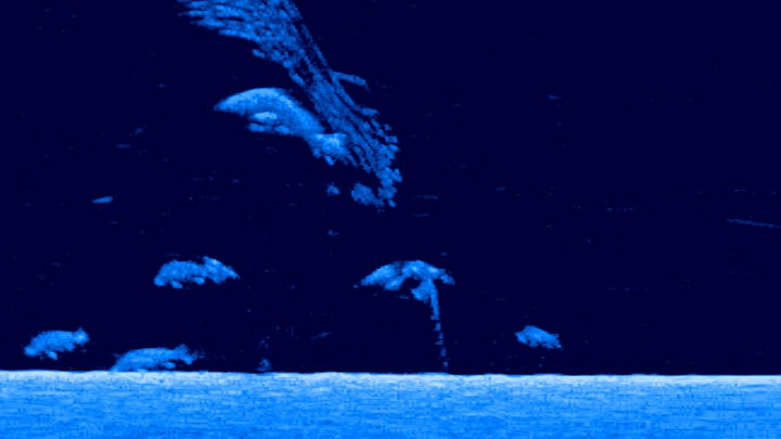 Saltwater_fishing_barra_downscan.jpg
